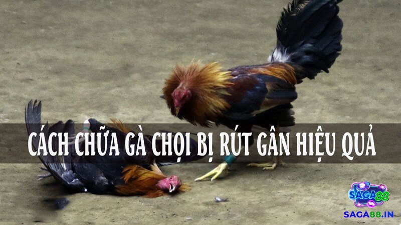 Tìm hiểu chi tiết nhất về cách chữa gà chọi bị rút gân từ các chuyên gia