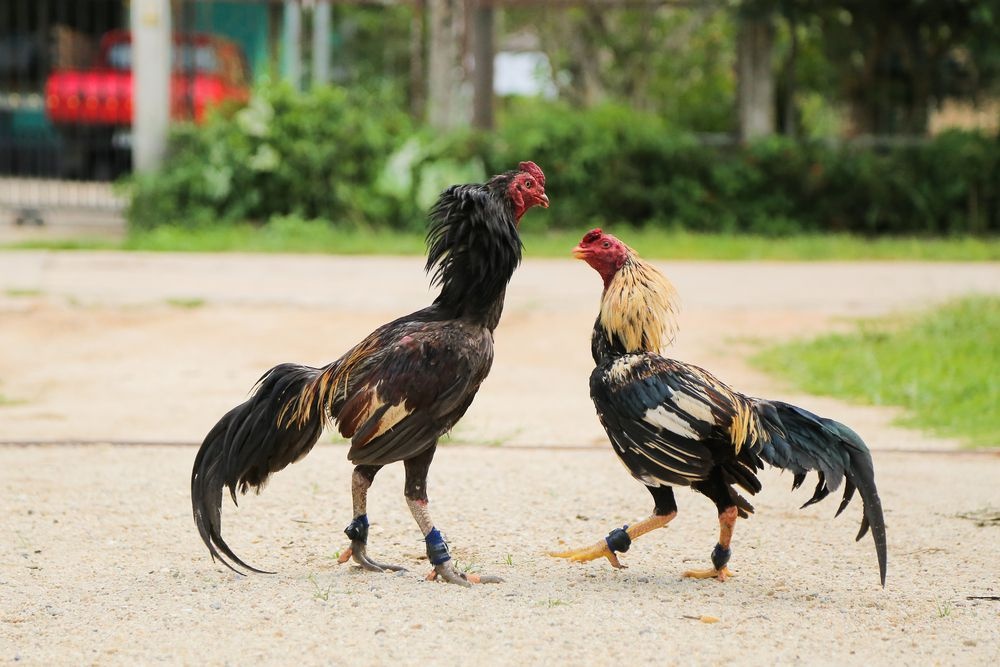 Cách tăng cân cho gà chọi hiệu quả và an toàn nhất