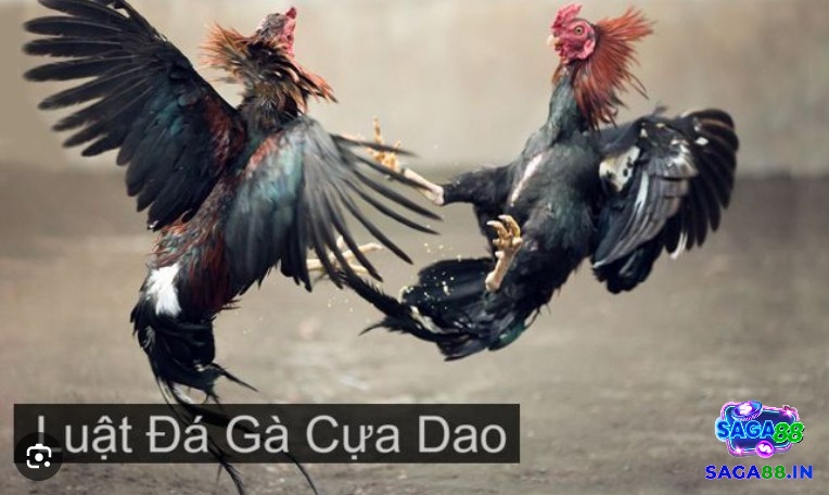 Luật chơi đá gà cựa có gì nổi bật