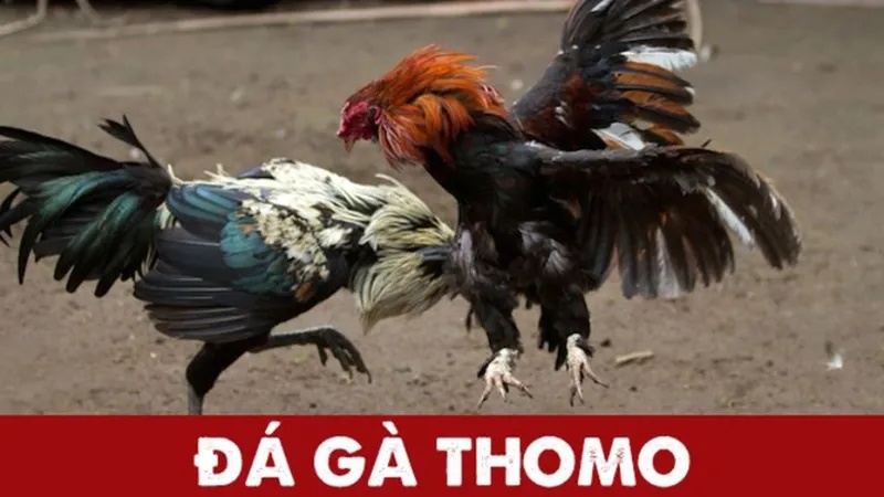 Đá gà thomo là gì? Luật chơi đá gà Thomo khi tham gia cá cược