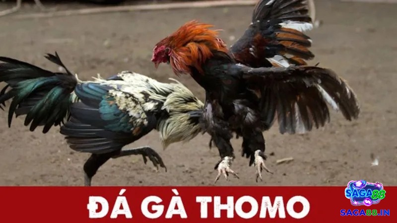 Đá gà thomo là gì? Đá gà thomo là một hình thức đá gà cực kỳ phổ biến