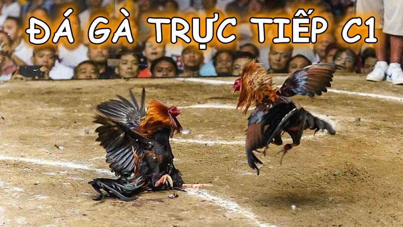 Đá gà trực tiếp C1 là gì? Kinh nghiệm tham gia từ các sư kê