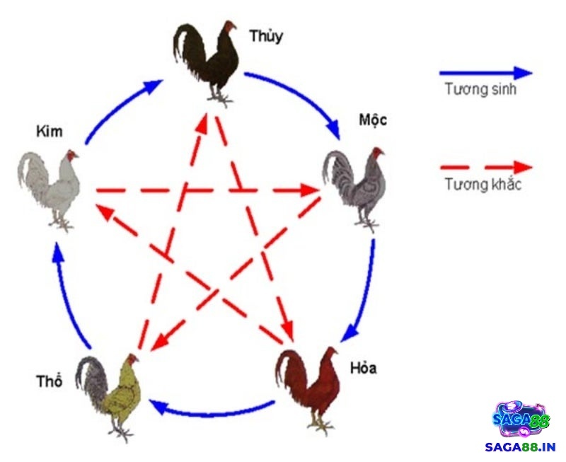 Cách xem ngày đá gà hiệu quả theo thuyết ngũ hành âm dương