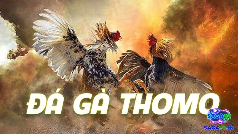 Tìm hiểu thông tin về hình thức đấu đá gà Thomo