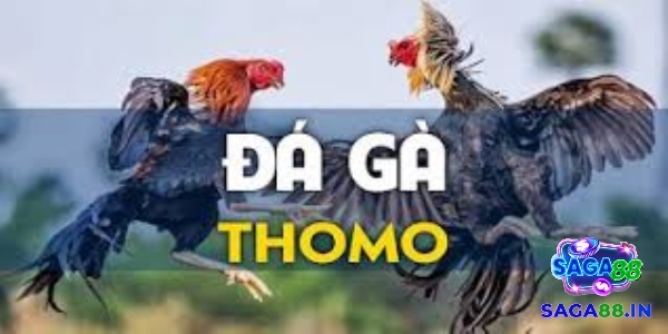 Đá gà trực tuyến thomo hấp dẫn, kịch tính và uy tín