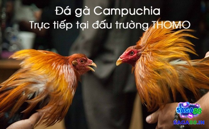 Tìm hiểu thông tin về trực tiếp đá gà campuchia