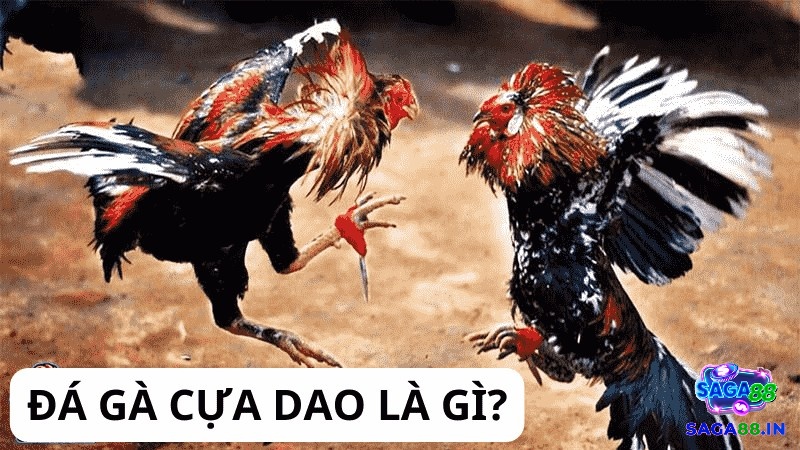 Cùng Saga đi tìm hiểu đá gà cựa dao là gì?