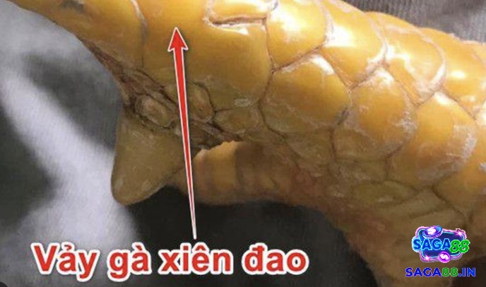 Gà vảy xuyên đao không phổ biến nên không phải loại gà nào cũng có được loại vảy này