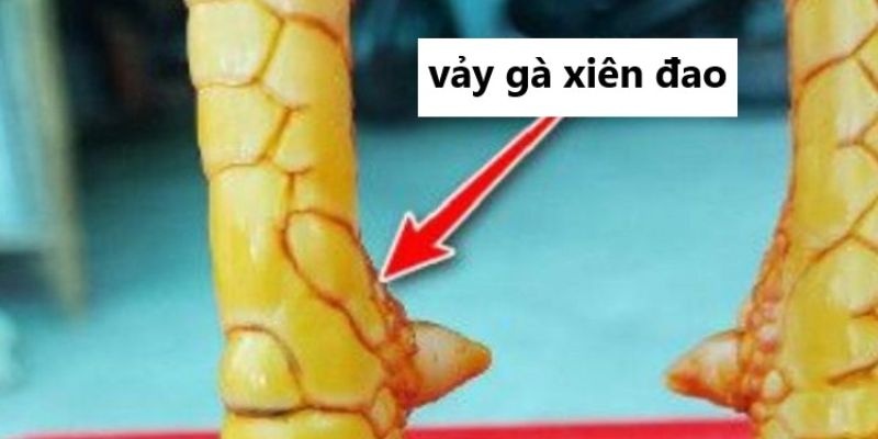 Gà vảy xuyên đao - Chiến kê tài năng trong làng gà chọi