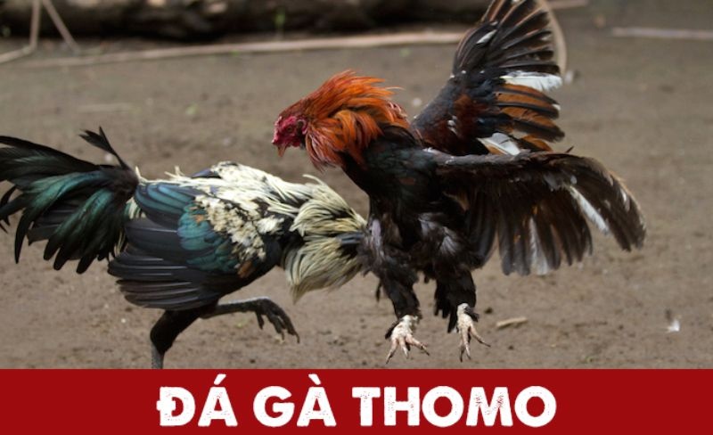 Da ga thomo là gì? Luật và cách chơi chi tiết dành cho các sư kê